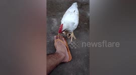 Smart rooster catches mosquitoes landing on owner's legs