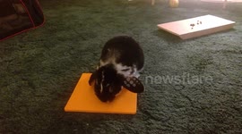 My foster bunny, Roberta, doing free work with a few stations.