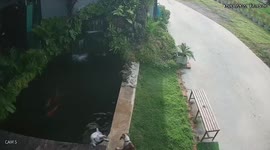 Hero pooch pulls out his drowning puppy friend from fish pond