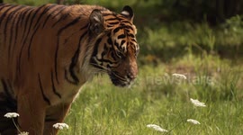Tiger's arrival at UK zoo gives hope to critically endangered species