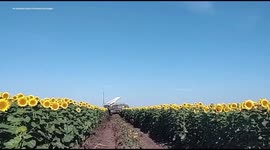 RAW VIDEO: Ukrainian Troops Shoot Down Russian Drone Amid Sunflower Fields