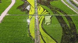 Paddy Field Paintings In Zhangye, Gansu, China