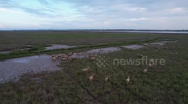 Elks Play in The Mudflat Wetland in Yancheng, Jiangsu, China