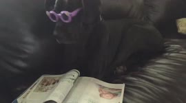 Dog Reads Magazine