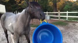 Horse Plays With Bucket