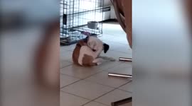 Dog Chases Tail