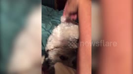 Dog Gets Belly Scratched