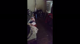 My dogs waiting patiently for their favorite people to come home from a small outing with one of the other dogs