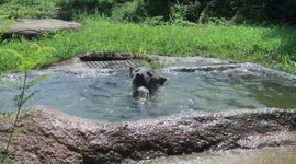 Hyena soaks in water during hot summer