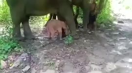 Rare white elephant is born at animal camp in Myanmar