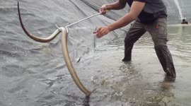 Officials race to rescue three huge cobras from irrigation pond in Western India