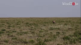 Videographer skilfully captures breath-taking scene of cheetah hunting Thomson's gazelle