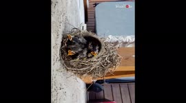 Mother Robin unable to evenly divide food among hungry babies