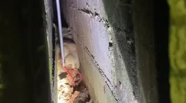 Stray dog stuck between two walls rescued in Thailand