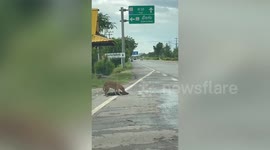 'Mischievous' dog pretends to guard 'injured' friend on road on roadside in Thailand