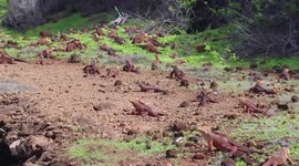 Land iguanas back to Santiago Island, Galapagos, after almost 200 years
