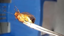Eww! Doctor removes giant cockroach from man's ear