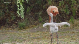 Abandoned flamingo chick is being raised by two adoptive dads at UK zoo