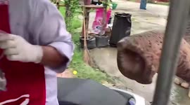 Pet elephant visits food stall to eat ICE CREAM on the way home every day