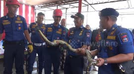 Python rescue from narrow water pipe in Indonesian restaurant