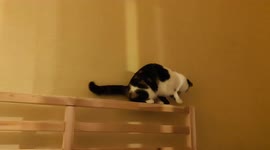 Funny cat does a headstand yoga pose on the bed and accidentally gets its head stuck