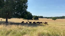 Deer seek shade in a parched Richmond Park as drought hits London and the rest of the UK