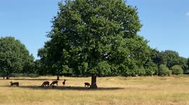 Deer seek shade in a parched Richmond Park as drought hits London and the rest of the UK