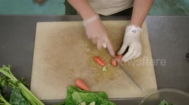 How to Prepare Food for a Ringtail Lemur
