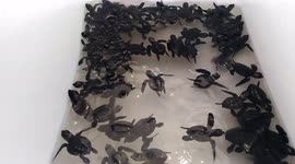 take baby turtles to an island to be released