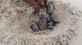 go turtles baby,  go...   you will be a long life in the oceans