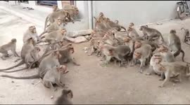 When two tribes go to war! Groups of monkeys clash in southern India