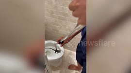 Animal rescuers remove wild iguana swimming inside family's toilet in Florida