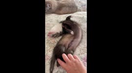 That Monday morning feeling: Pet owner struggles to wake deep-sleeping ferret