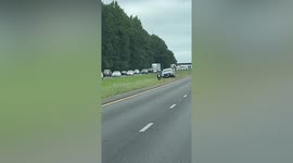 Runaway cow flees from animal control officers on highway in Alabama
