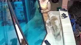Energetic pet dog slips and break sliding glass door