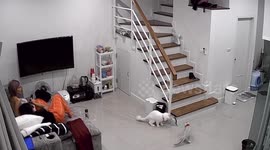 Two pet cats alert family when large venomous centipede enters home