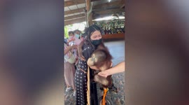 Cheeky orangutan hugs lady in the audience during show in Thailand