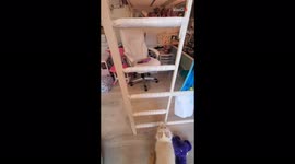 The adorable cat likes climbing the ladder rather than jumping