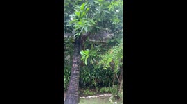 Monkey chases man in Bali