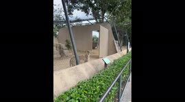 Cheetah accidentally hits its head against door while looking for giraffes