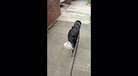 Loyal dog quickly returns to his owner after being taken off the lead