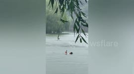 Elderly Chinese man spotted playing on his phone while swimming in lake