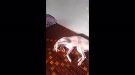 The sleeping dog with a funny pose