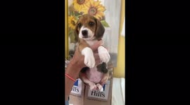 4,000 beagles destined for drug experiments look for new home in US