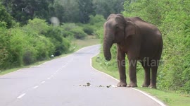 elephant stop the cars and looking food. If no food he attacking to car suddenly
