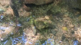Drought drying up rivers on dartmoor eels are getting stranded in small rock pools hunting for little fish