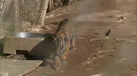 A Pair of Sumatran Tiger Cubs Make Their Public Debut