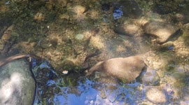 Wild animals are struggling due to the drought. This large eel was trapped in a small rockpool hunting for fish , but these very little fish