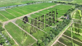 Rice Field Painting In Suzhou, Jiangsu, China