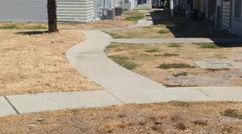 Dead grass from drought conditions in Corpus Christi, Texas along the Texas Gulf Coast.